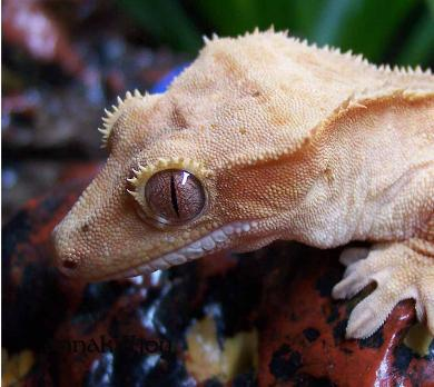 Crested gecko